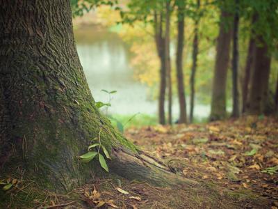 nature-forest-moss-leaves