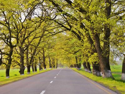 wonderful-Road-Tree-Landscape